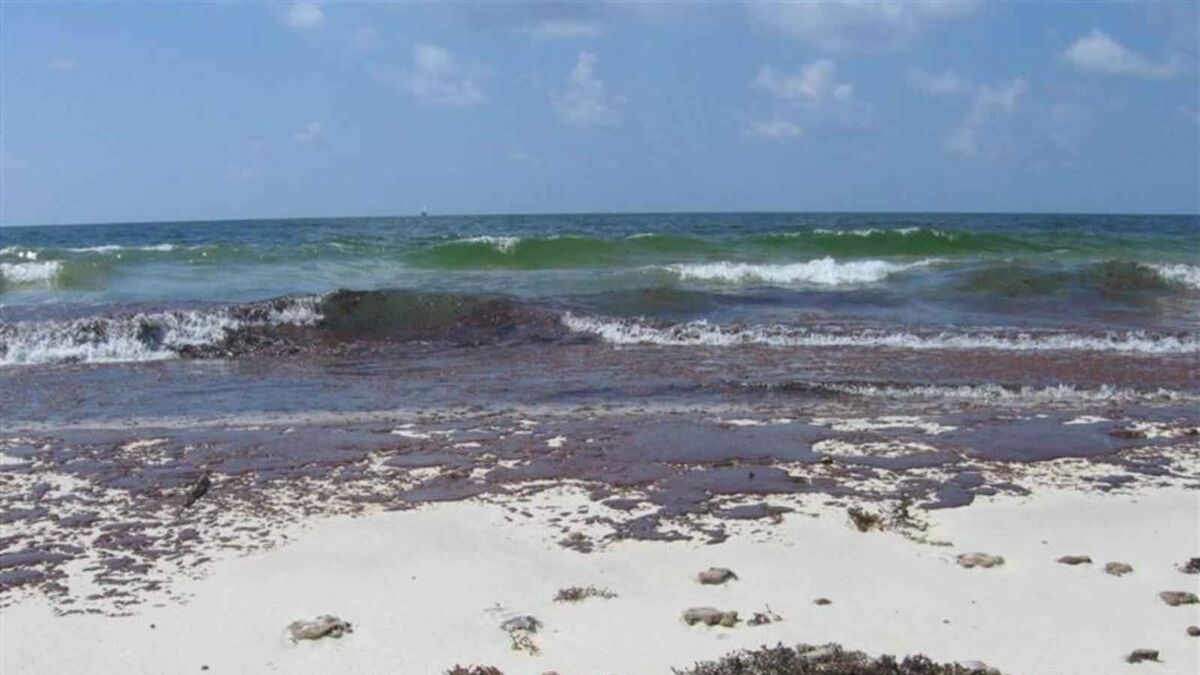 Oil pollution on Brazilian beaches traced to Venezuela crude oil